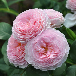 ���������� ���� �������� ���������� ������ ������  