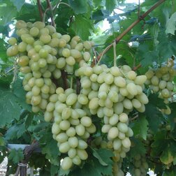 ���������� �������� �������� ���������  