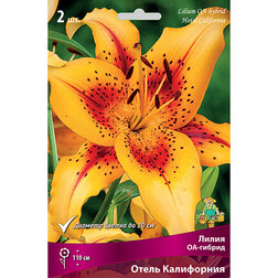 ���������� ����� ��-������ ����� ���������� (2 ��.)  