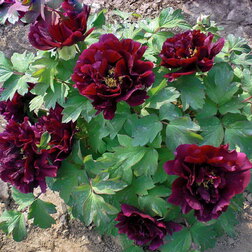 ���������� ���� ����������� ���� ����  