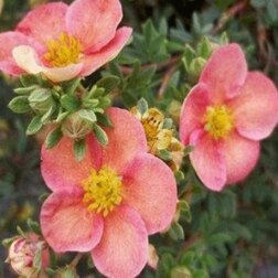 ���������� ������� ������������� �������� ������ ø�  