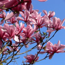 ���������� �������� ������� �������  