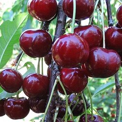 ���������� ����� �������  