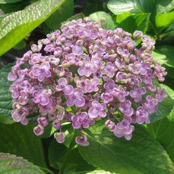    (Hydrangea macrophylla)    , -, 