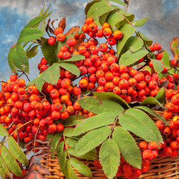 ���������� ������ ��������� (������ ������ ������������) (� �����)  