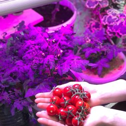 ���������� �������������� FitoLED 37 COMBO (������ ������) 52 ��  