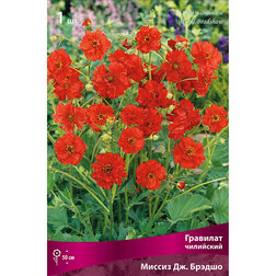 ���������� �������� ��������� ������ ��. ������  