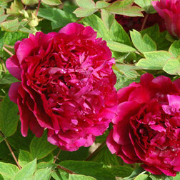 ���������� ���� ����������� ��������� ������  