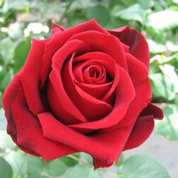 ���������� ���� �����-��������� ����� ���  