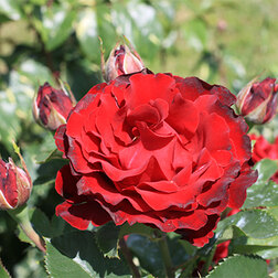 ���������� ���� �����-��������� ������ �������  