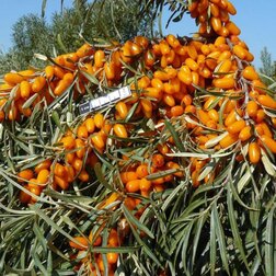 ���������� �������� ���������  