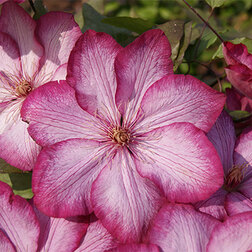 ���������� �������� ��������������� �������  