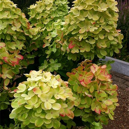 ���������� ��������� ����������� ��������  