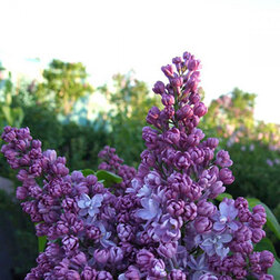 ���������� ������ ������������ ������� ��������  