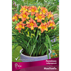 ���������� �������� ��������� �������� (����� �����)  