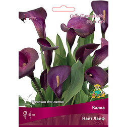 ���������� ����� ���� ����  