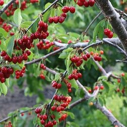 ���������� ������� ������  