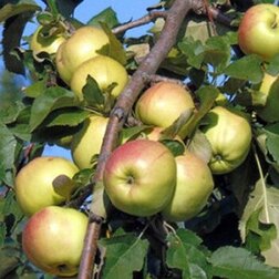 ���������� ������ ���������� ������� �����������  