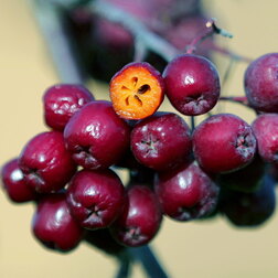 ���������� ������ ��������� (������ ������ ������������) (� �����)  