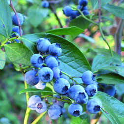 ���������� �������� ������������ �������  