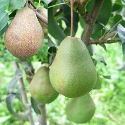 ���������� ����� ����  