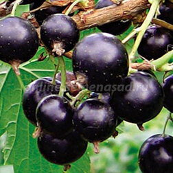 ���������� ��������� ������ �������  