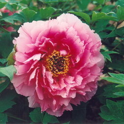 ���������� ���� ����������� ������� �����  