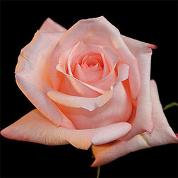 ���������� ���� �����-��������� ����������  