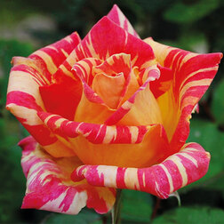 ���������� ���� �����-��������� �������  