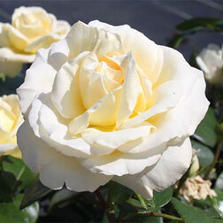 ���������� ���� �����-��������� �� �����  