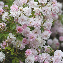 ���������� ���� ��������� ������ ���� ��������� ����  