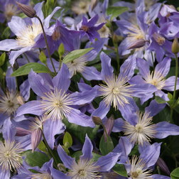 ���������� �������� ������������ ��� ����  