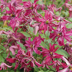 ���������� �������� ��������������� �������  