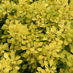 ���������� �������� �������� ��������� (������������)  