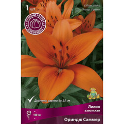 ���������� ����� ��������� ������ ������ (1 ��.)  