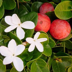 ���������� ������� ��������������� (����� ���������)  