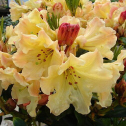 ���������� ����������� ��������� ����� �����  