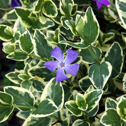 ���������� �������� ����� ���������  