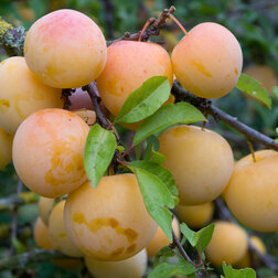 ���������� ����� ����� ������� (������ �����) (� �����)  