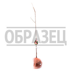 ���������� ����� ������� (�����) ��� 2-� ��� (������ �����) (� �����)  