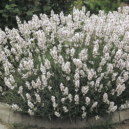 ���������� ������� ����������� ����� (�2)  