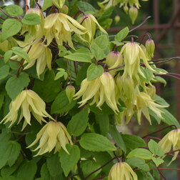 ���������� �������� ������������ (������) ������ ����  