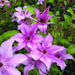 ���������� �������� ��������������� ��������  