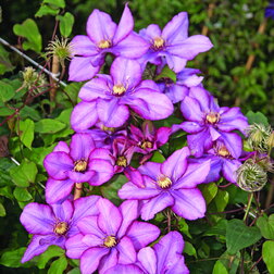 ���������� �������� ��������������� ��������  