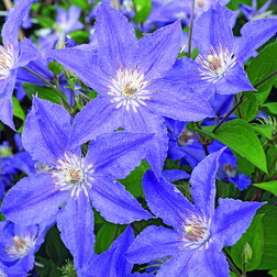 ���������� �������� ��������������� ��� �������  