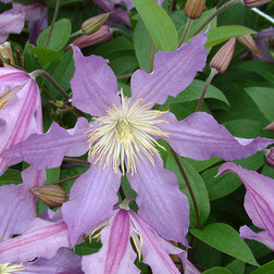 ���������� �������� ��������������� ��� ����  