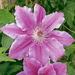 ���������� �������� ��������������� ������� (1-�����)  