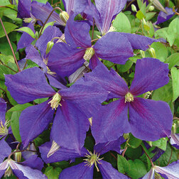 ���������� �������� ��������������� (�����) ������� �������  