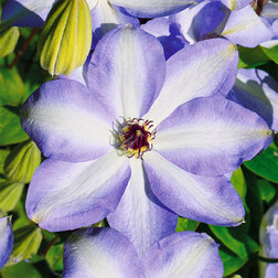 ���������� �������� ��������������� ���� ����� (1-�����)  