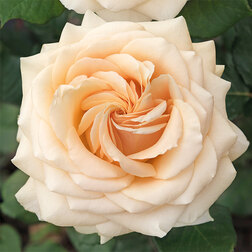 ���������� ���� �����-��������� �����  